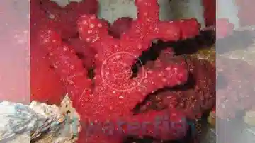 Chili Coral
