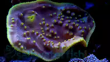 Cup Coral: Small Polyp Yellow - Aquacultured