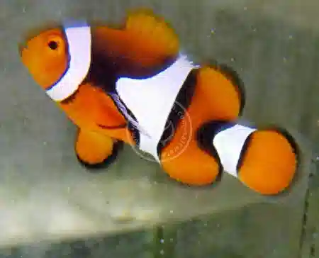 True Percula Clownfish - Wild from Bali