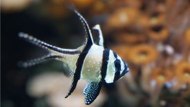 Banggai Cardinal fish is a recommended tank mate for the Twin Spot Goby