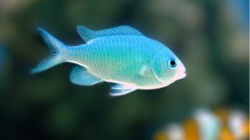 Green Chromis is a recommended tank mate for the Twin Spot Goby