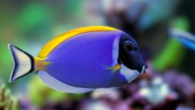 Powder Blue Tang is a recommended tank mate for the Twin Spot Goby