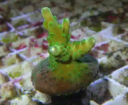 ORA Green Velvet Acropora Coral