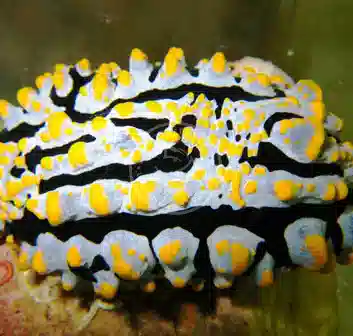 Warty Sea Slug