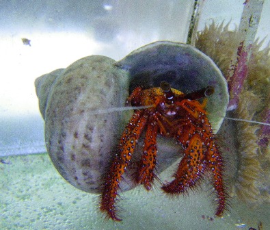 White Spotted Hermit Crab