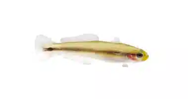 Proaquatix Japanese Dotui Goby