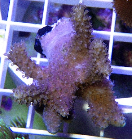 ORA Yellow Polyp Sinularia