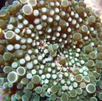 Mushroom Coral - Ricordea Yuma