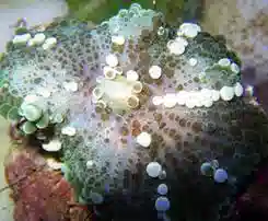 Mushroom Coral - Ricordea Yuma Green