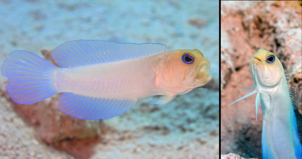 Pearly Jawfish (Opistognathus aurifrons) in sandy reef habitat, shown swimming and peeking from burrow