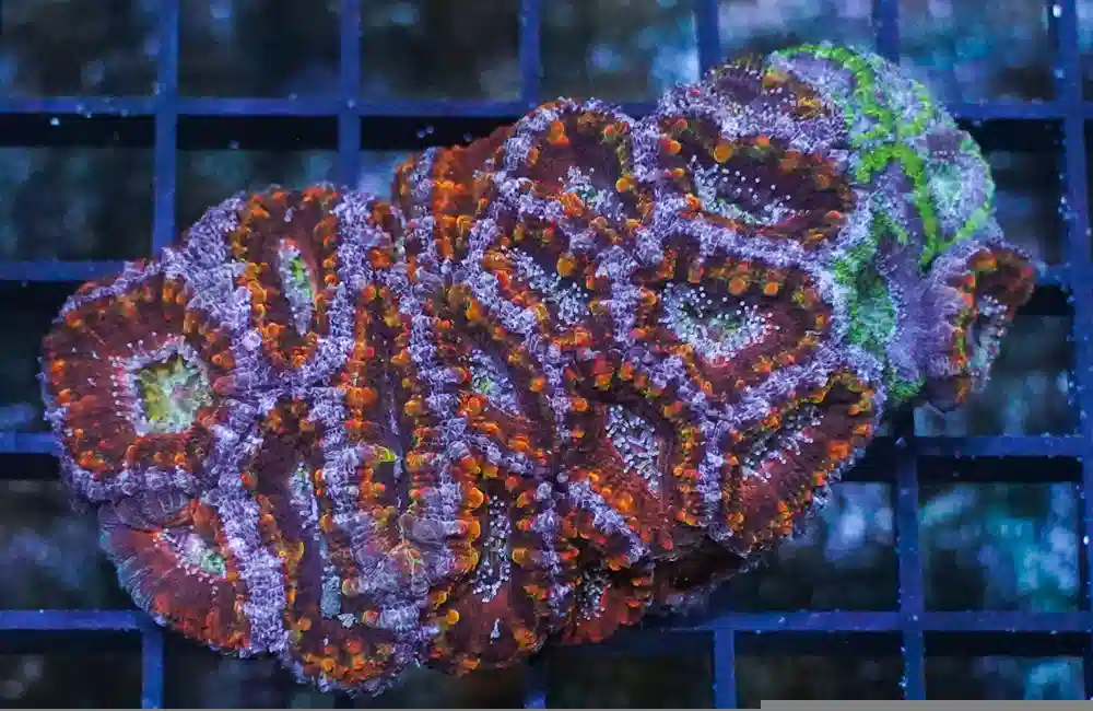 Acanthastrea Ultra Color