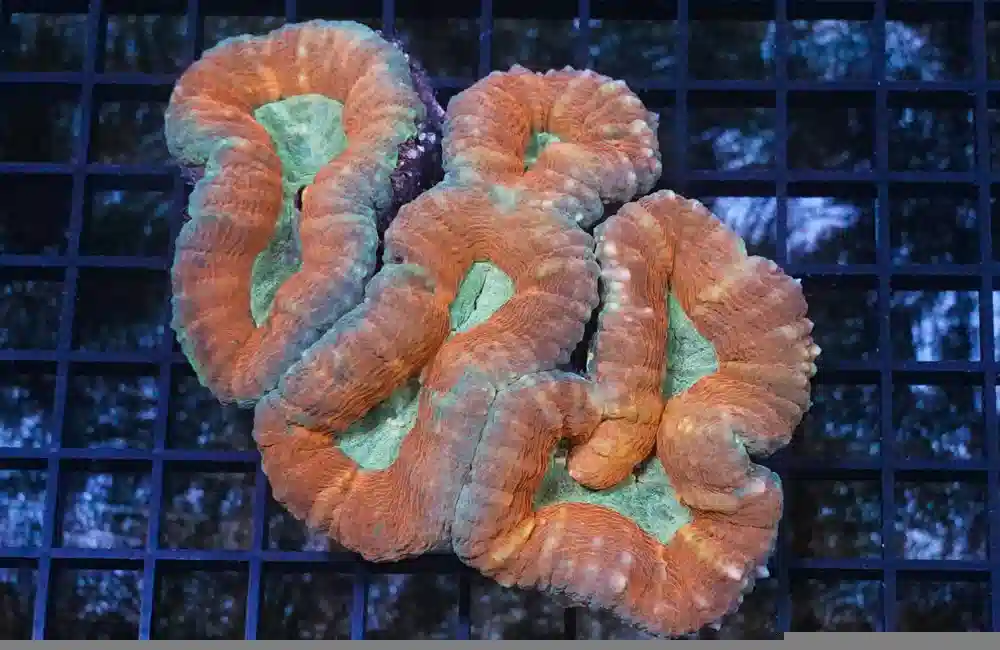 Brain Lobophyllia Ultra