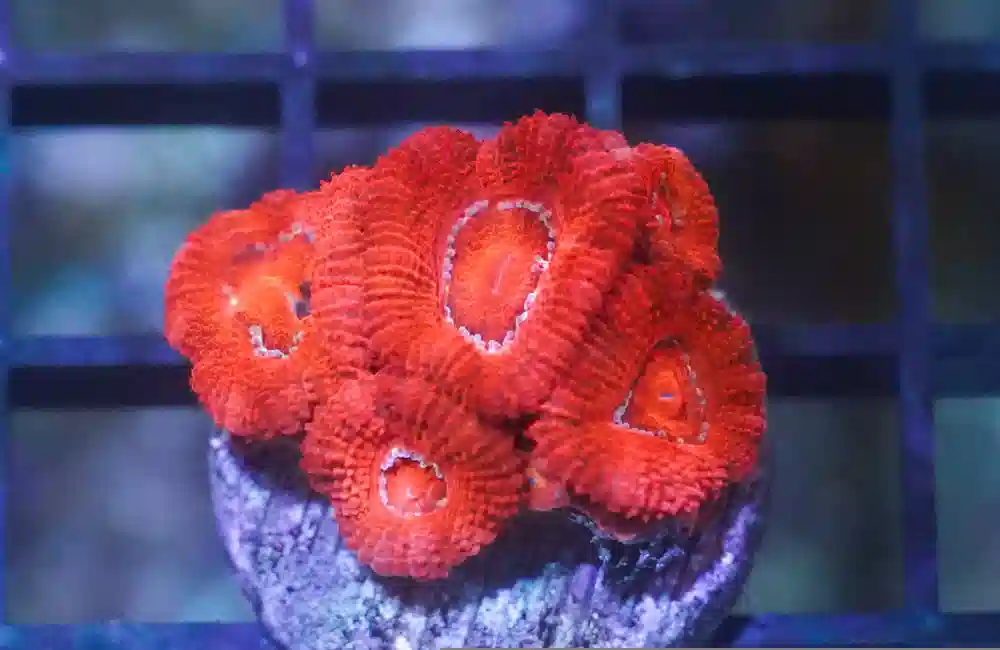 Acanthastrea Ultra Color