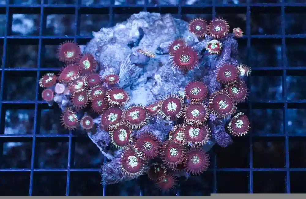 Zoa Ultra Color