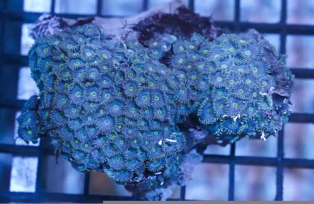 Zoa,  Blue / Green