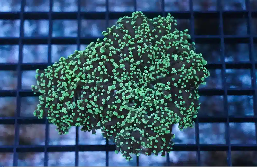 Frogspawn Ultra