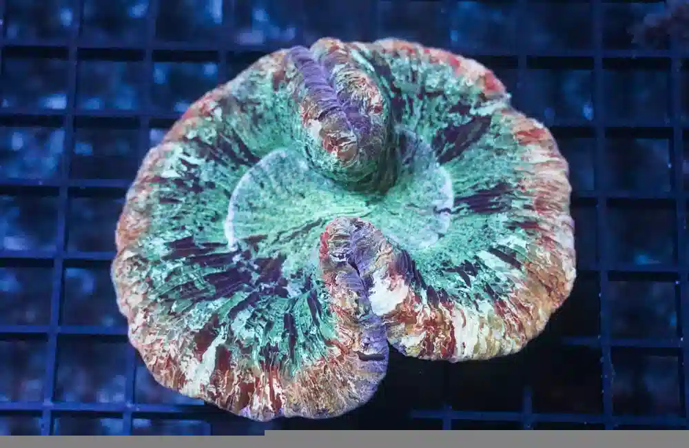 Brain Folded Ultra Color