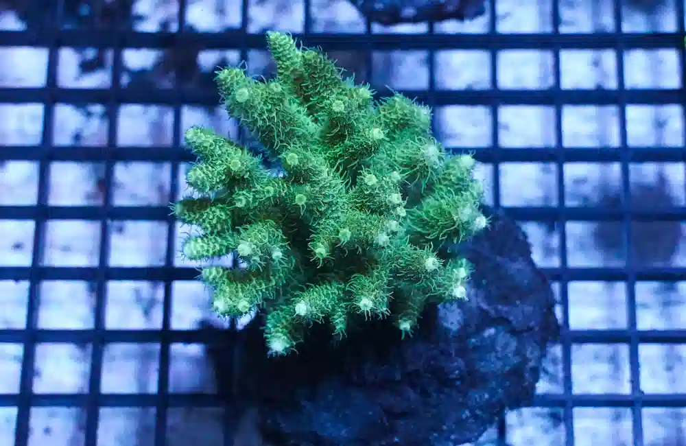 Acropora Ultra