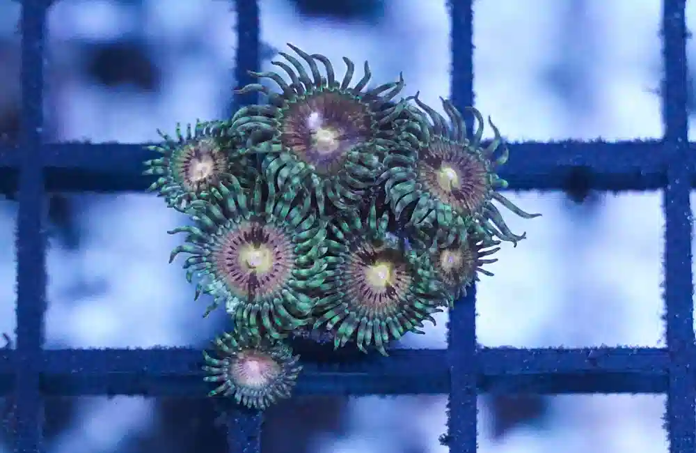 Zoa, Caribbean, Ultra Frag