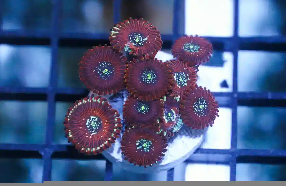 Zoa Ultra Color