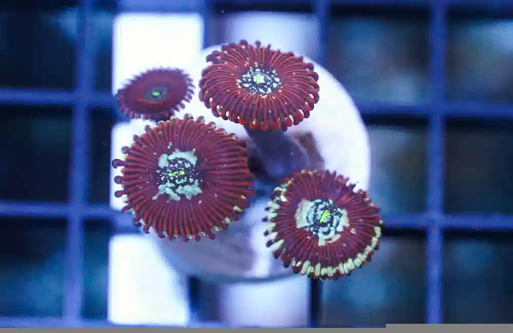 Zoa Ultra Color