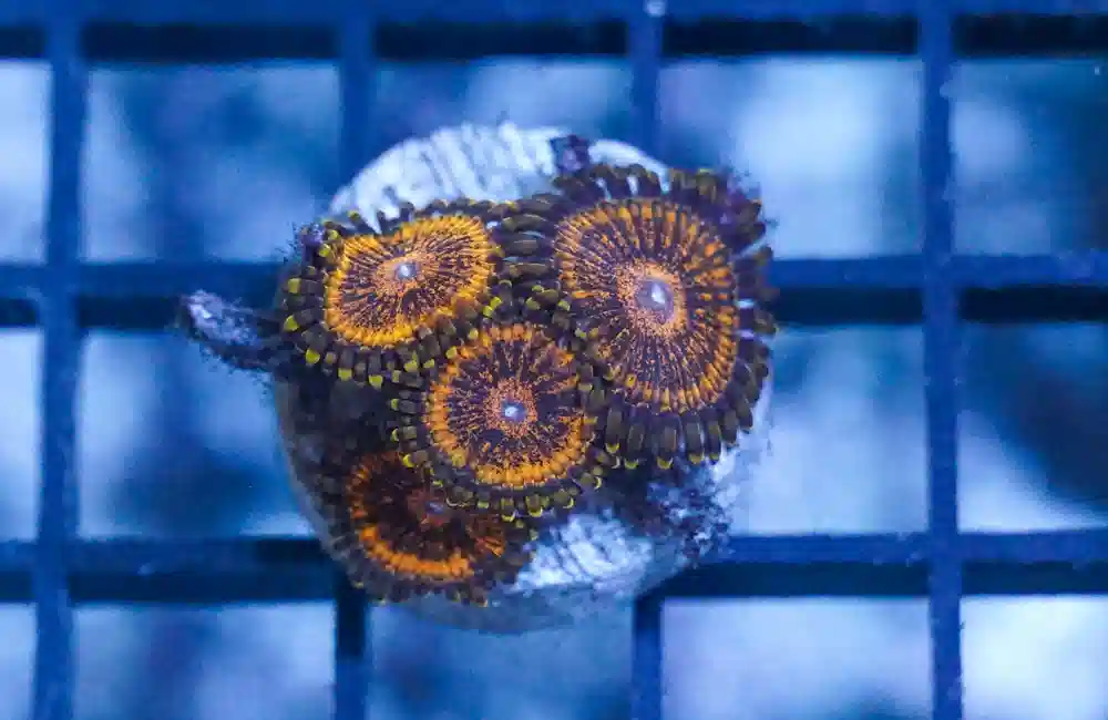 Zoa Ultra Color