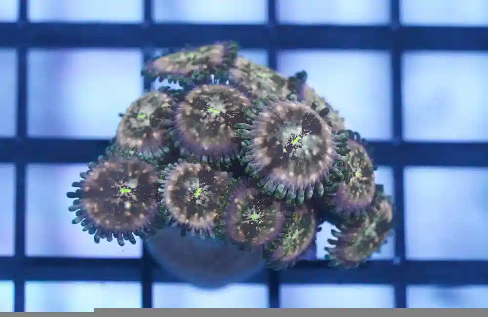 Zoa Ultra Color