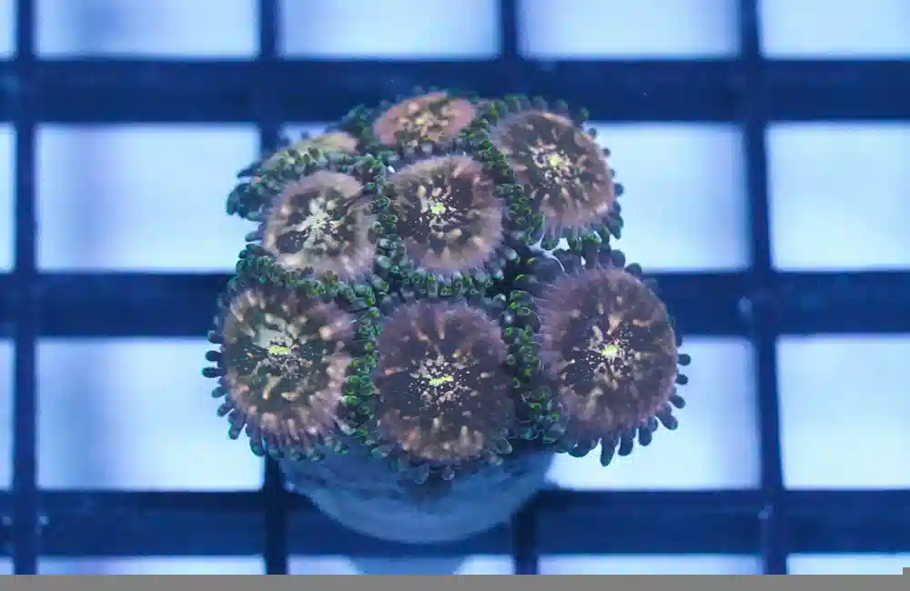 Zoa Ultra Color