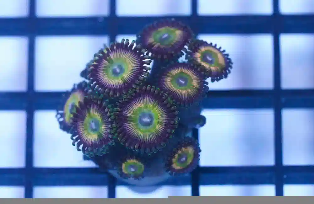 Zoa Ultra Color