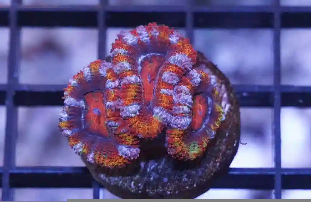 Acanthastrea Ultra Color