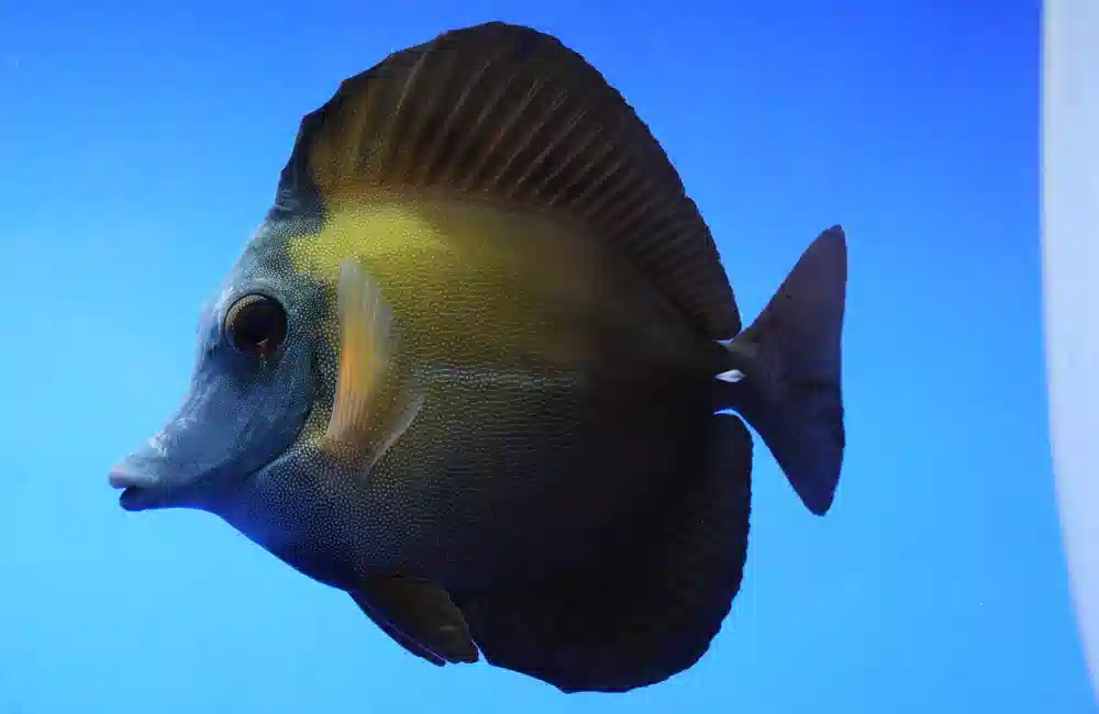 Blue Face Koi Tang - Red Sea