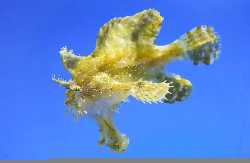 Sargassum Zebra