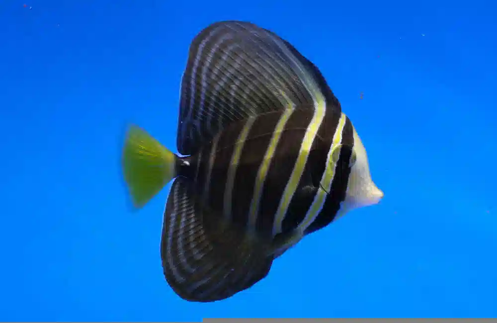 Sailfin