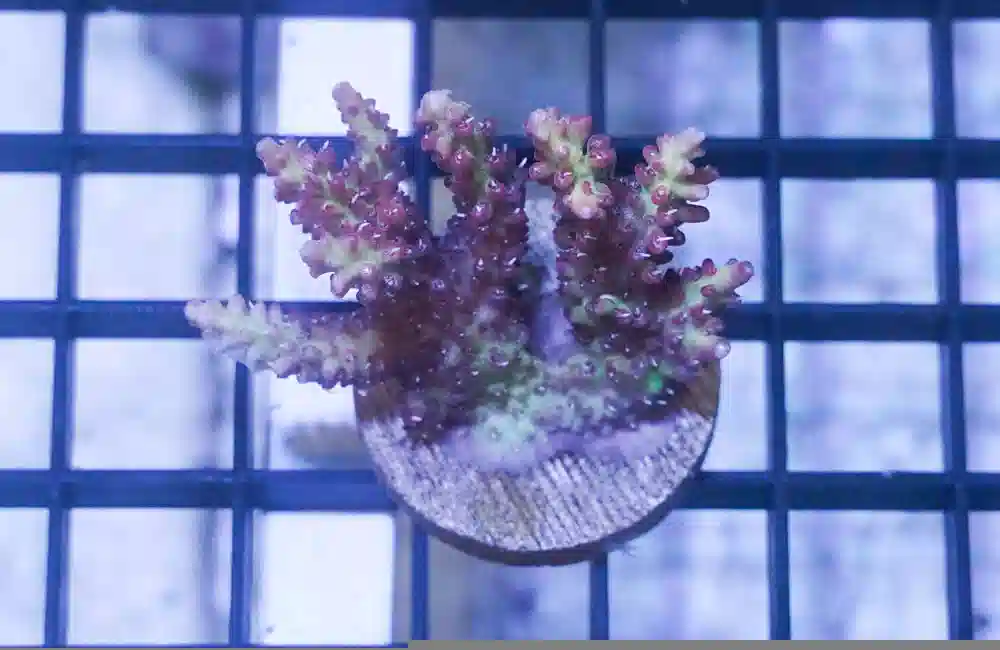 Acropora Ultra