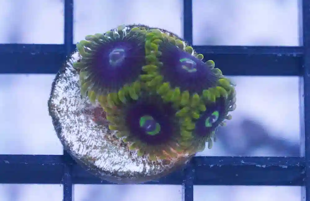 Zoa, Yoda