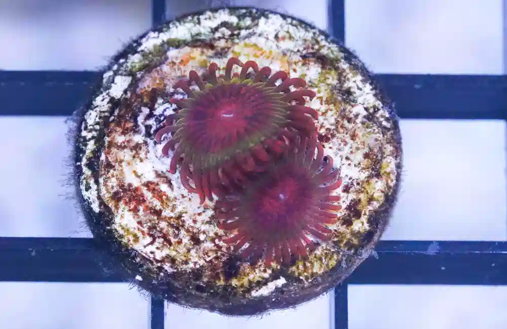 Zoa, Krakatoa