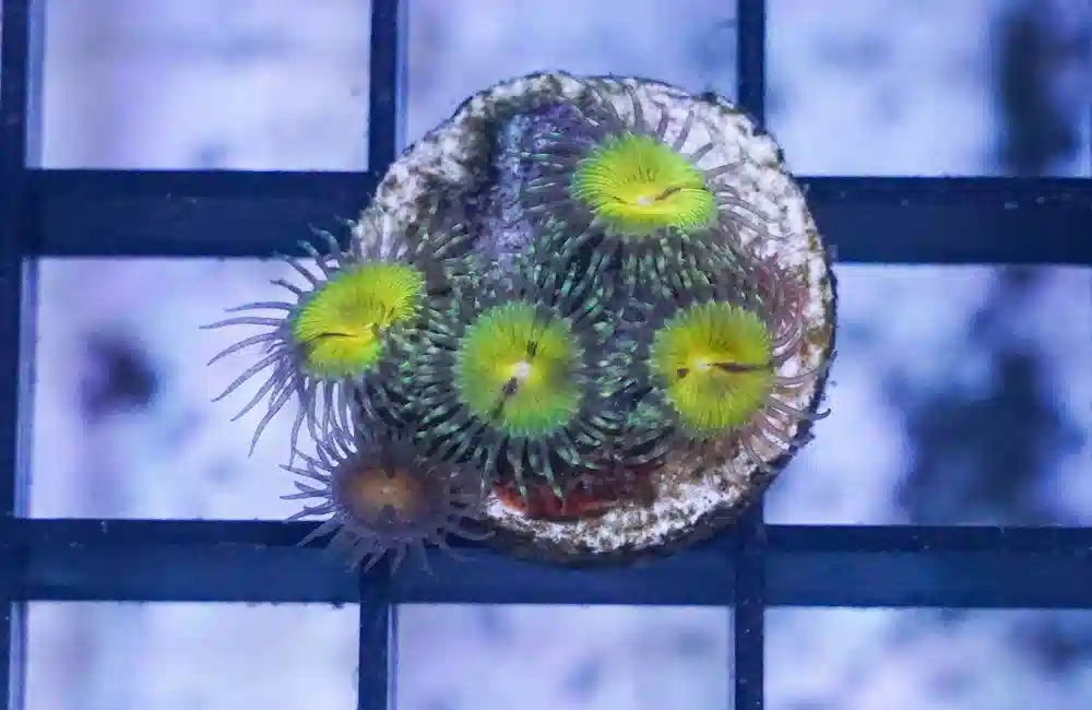 Zoa, Butt Munchers