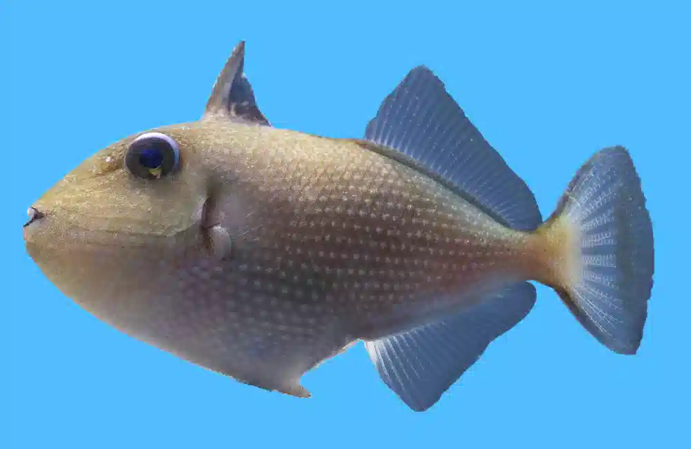 Blue Throat, Female