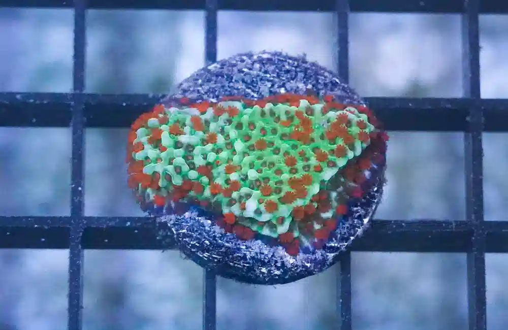 Encrusting, Green w/Red Polyp w/Purple Rim  (Aquaman)