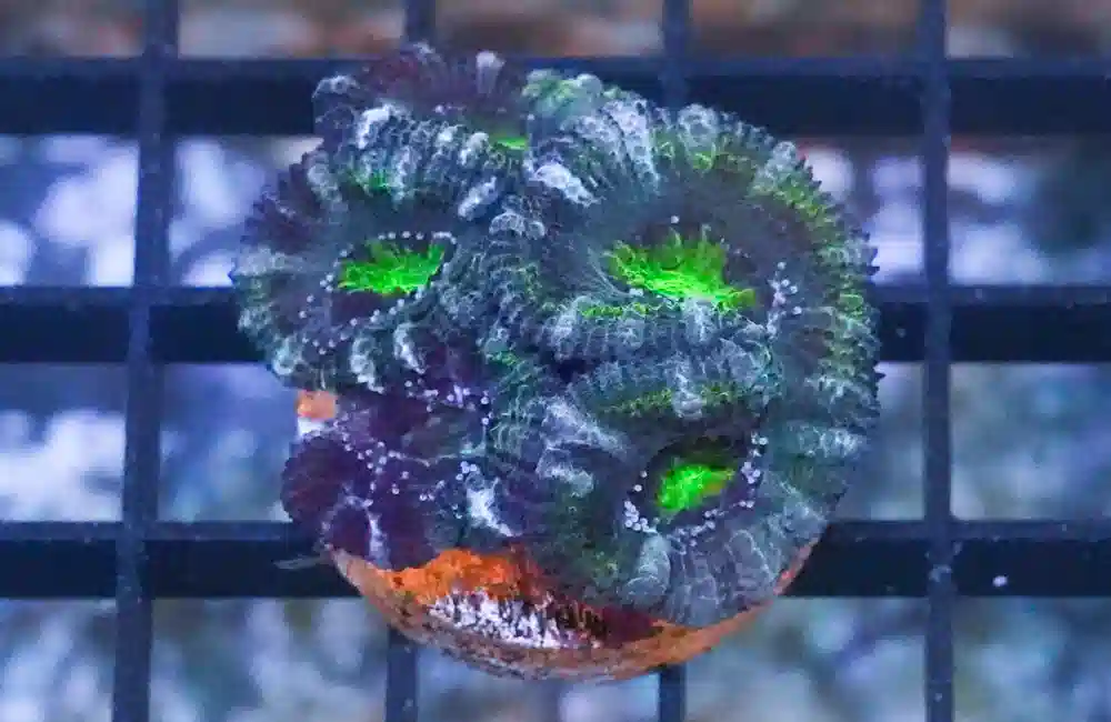 Acanthastrea Ultra Color