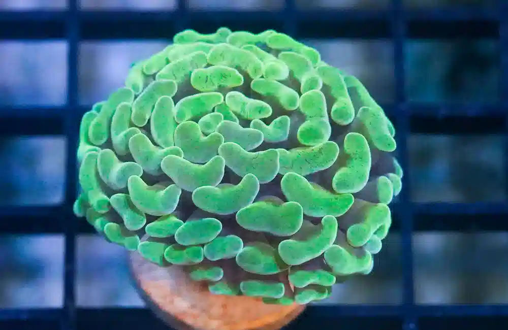 Hammer Branch Coral (Euphyllia parancora) Saltwater Coral For Sale