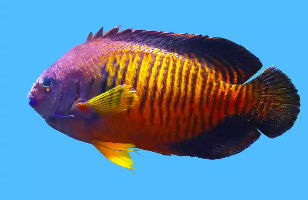 Coral Beauty Tiger Tail