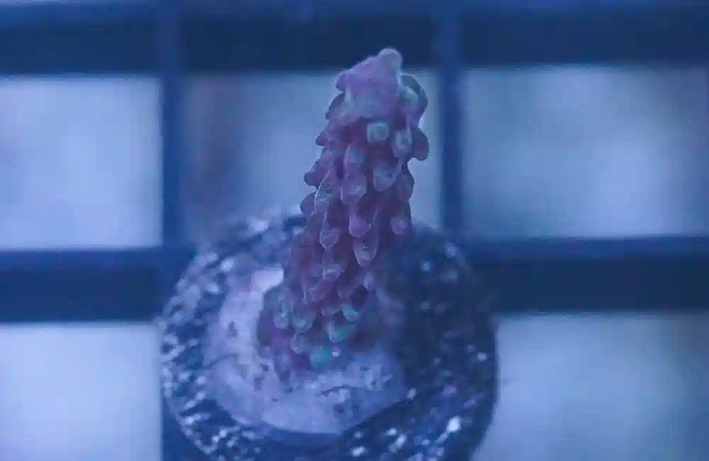 Acropora, Bubblebath Unicorn