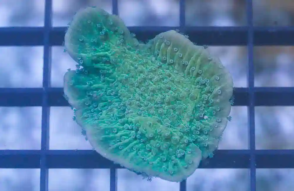 Cap, Green w/Blue polyps (Blueberry Fields)