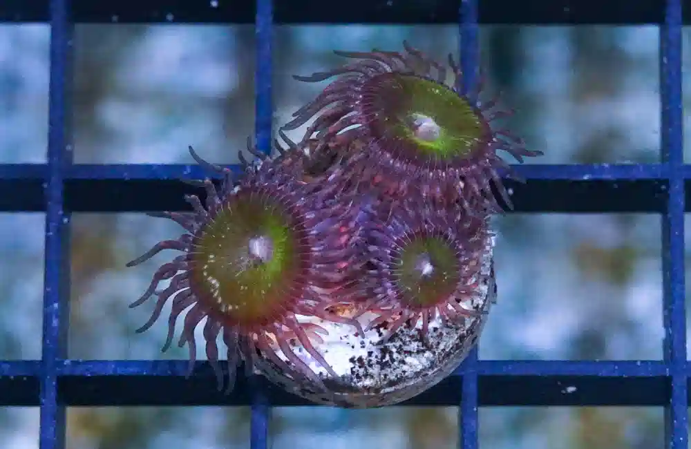 Zoa, Green Goblin