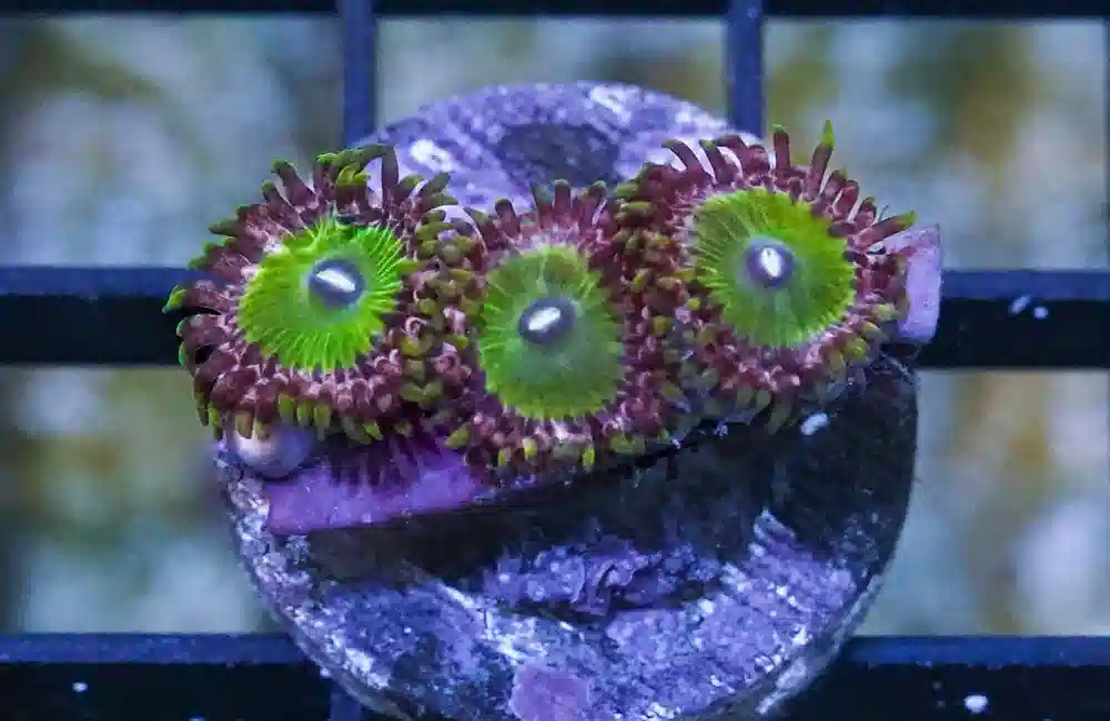 Zoa, Green Goblin