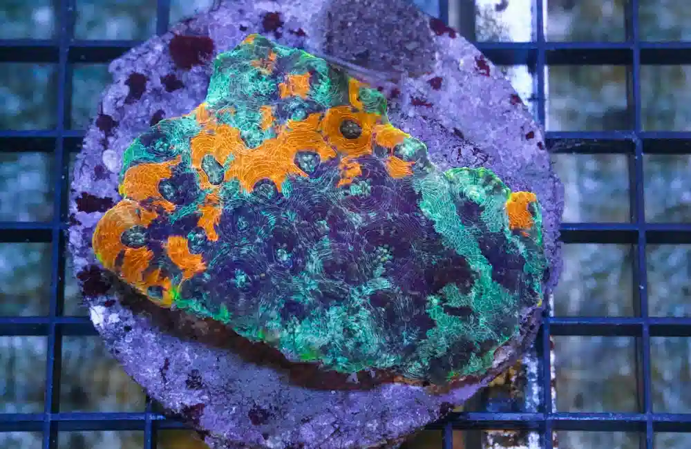 Acanthastrea Ultra Color