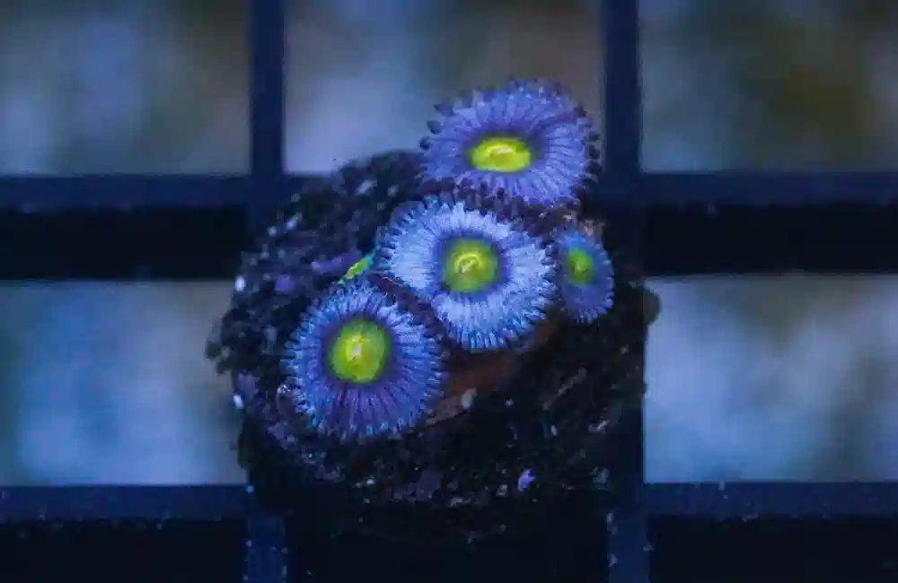 Zoa, AOI