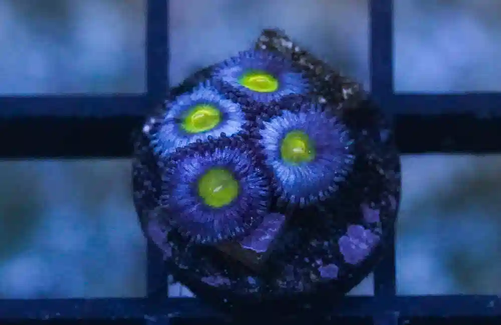 Zoa, AOI