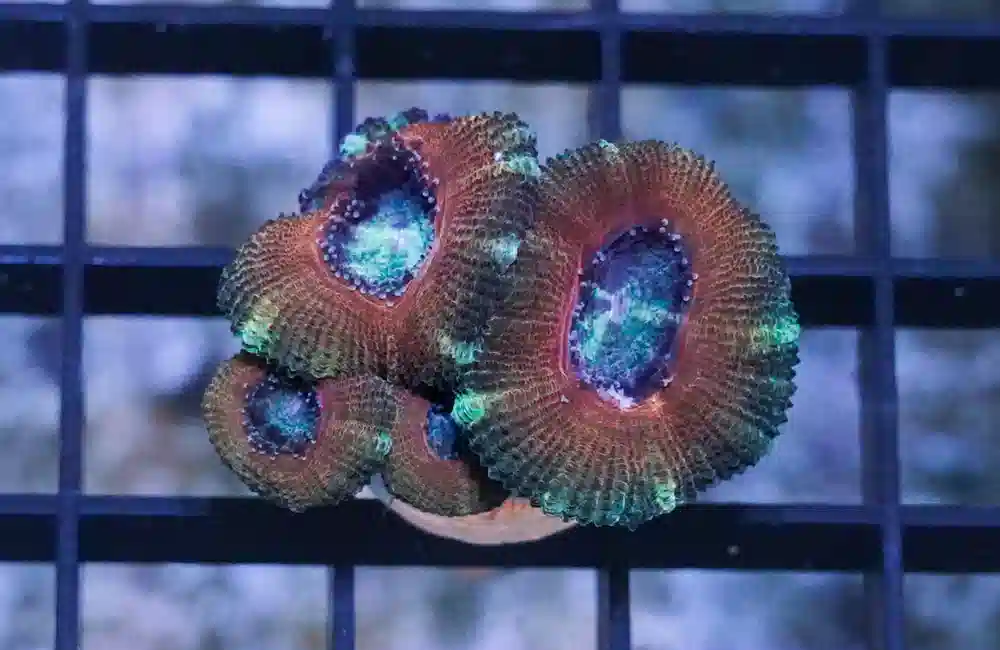 Acanthastrea Ultra Color